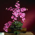 Silk Plants Direct Phalaenopsis Silk Orchid Flower - Dark Pink - Pack of 1