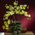 Silk Plants Direct Phalaenopsis Silk Orchid Flower - Gren - Pack of 1
