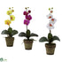 Silk Plants Direct Potted Phalaenopsis - Assorted - Pack of 3
