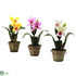 Silk Plants Direct Cattelya Orchid - Assorted - Pack of 3