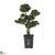 Silk Plants Direct Cedar Bonsai - Green - Pack of 1