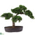 Silk Plants Direct Cedar Bonsai - Green - Pack of 1