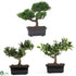 Silk Plants Direct Bonsai Collection - Green - Pack of 3