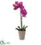 Silk Plants Direct Speckled Phalaenopsis Orchid - Pack of 1