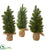 Silk Plants Direct Mini Cypress and Pine Artificial Tree - Pack of 1