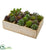 Silk Plants Direct Mixed Succulent Garden - Pack of 1