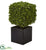 Silk Plants Direct Boxwood Artificial Plant - Pack of 1