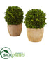 Silk Plants Direct Boxwood Ball Preserved Plant in Decorative Planter - Pack of 2