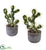 Silk Plants Direct Cactus Potted - Pack of 1