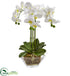 Silk Plants Direct Triple Phalaenopsis Orchid - Pack of 1