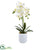 Silk Plants Direct Phalaenopsis - Pack of 1