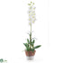 Silk Plants Direct Dendrobium Orchid - White - Pack of 1