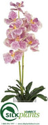 Silk Plants Direct Vanda - Purple - Pack of 1