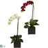Silk Plants Direct Phaleanopsis Orchid - Red & White - Pack of 2