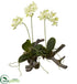 Silk Plants Direct Mini Phalaenopsis On Elegant Root Base - Pack of 1