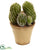 Silk Plants Direct Cactus Garden - Pack of 1