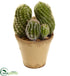 Silk Plants Direct Cactus Garden - Pack of 1