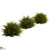 Silk Plants Direct Cedar Balls - Pack of 1