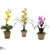 Silk Plants Direct Potted Orchid Mix - Assorted - Pack of 3