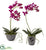 Silk Plants Direct Mini Phal - Pack of 1