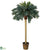 Silk Plants Direct Sago Palm - Green - Pack of 1