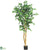 Silk Plants Direct Ficus - Green - Pack of 1