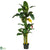 Silk Plants Direct Triple Stalk Banana - Green - Pack of 1