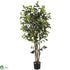 Silk Plants Direct Ficus Bushy - Green - Pack of 1