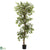 Silk Plants Direct Variegated Ficus Tree - Pack of 1