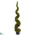 Silk Plants Direct Mohlenbechia Spiral Tree - Pack of 1