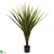 Silk Plants Direct Spiked Agave Tree - Pack of 1