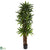 Silk Plants Direct Dracaena Tree - Pack of 1