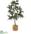 Silk Plants Direct Iced Pine Tree - Pack of 1