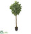Silk Plants Direct Variegated Aralia Artificial Tree - Pack of 1