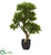 Silk Plants Direct Podocarpus Artificial Tree - Pack of 1