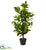 Silk Plants Direct Lemon Artificial Tree - Pack of 1