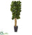 Silk Plants Direct Fiddle Leaf Artificial Tree - Pack of 1