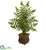 Silk Plants Direct Ruffle Fern Artificial Palm Tree - Pack of 1