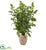 Silk Plants Direct Fishtail Palm Artificial Tree - Pack of 1