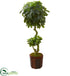 Silk Plants Direct Schefflera Artificial Tree - Pack of 1