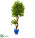 Silk Plants Direct Jingo Artificial Tree - Pack of 1