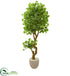 Silk Plants Direct Jingo Artificial Tree - Pack of 1