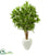 Silk Plants Direct Dracaena Artificial Tree - Pack of 1