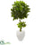 Silk Plants Direct Schefflera Artificial Tree - Pack of 1