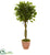 Silk Plants Direct Ficus Artificial Tree - Pack of 1