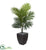 Silk Plants Direct Kentia Palm Artificial Tree - Pack of 1