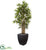 Silk Plants Direct Bamboo Artificial Tree - Pack of 1