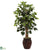 Silk Plants Direct Ficus Tree - Pack of 1