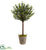Silk Plants Direct Olive Topiary Tree - Pack of 1
