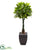 Silk Plants Direct Money Tree - Pack of 1